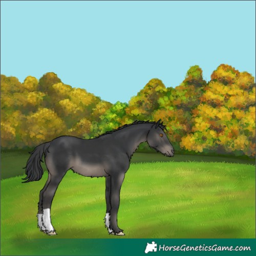 Horse Color:Black 