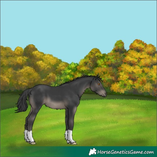 Horse Color:Black 