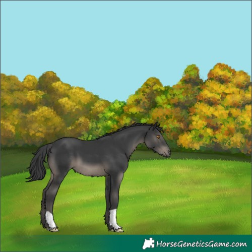 Horse Color:Black 