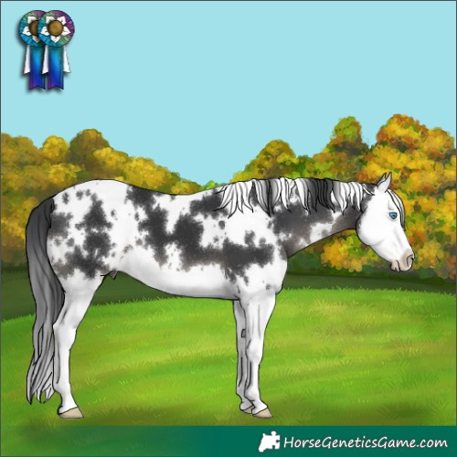 Horse Color:White Spotted Black Splash 