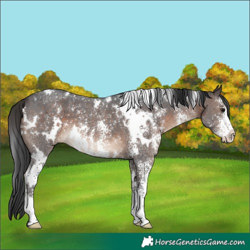 Horse Color:White Spotted Brown Sabino 