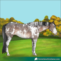 Horse Color:White Spotted Brown Sabino 