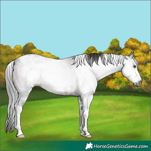 Horse Color:Gray White Spotted Brown Sabino Rabicano 