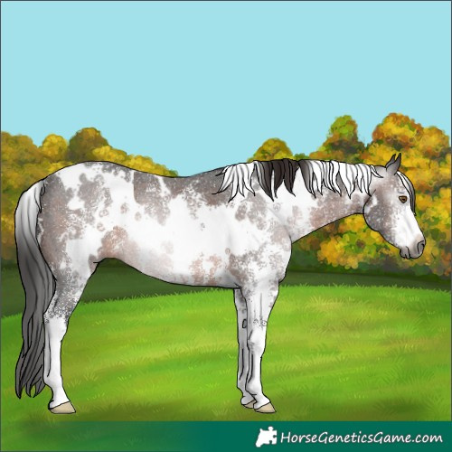 Horse Color:Gray White Spotted Brown Sabino Rabicano 