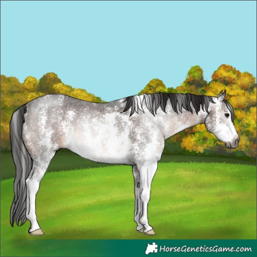 Horse Color:Gray Brown Sabino Rabicano 