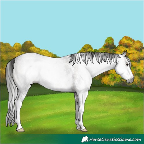 Horse Color:Gray Brown Sabino Rabicano 