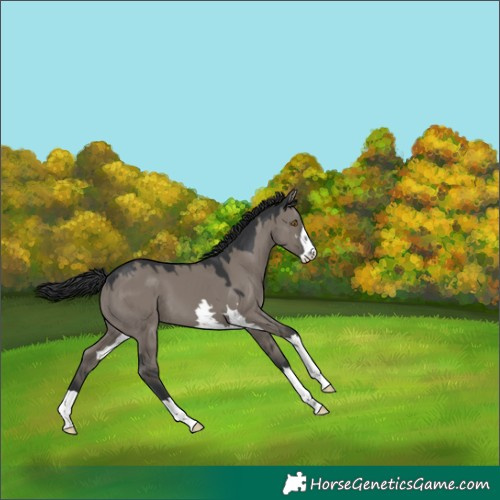 Horse Color:Grullo 