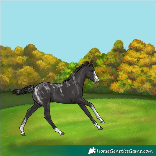 Horse Color:Powder White Smoky Black 