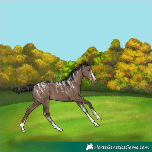 Horse Color:Powder White Liver Red Dun 