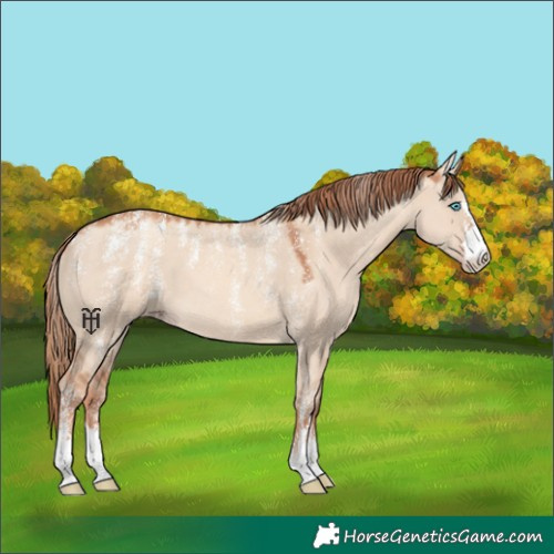 Horse Color:Powder White Gold Champagne Dun 