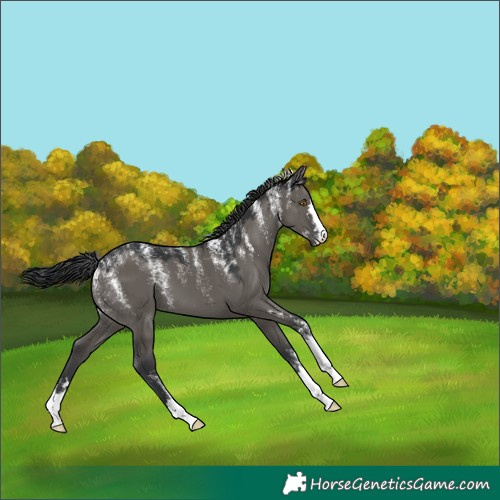 Horse Color:Powder White Grullo 
