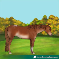 Horse Color:Chestnut Tobiano