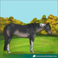Horse Color:Black Tobiano 