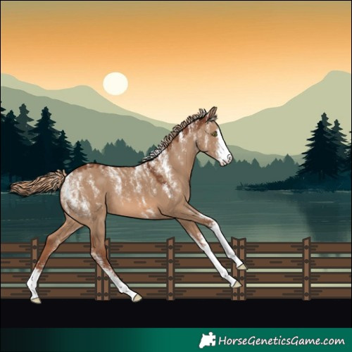 Horse Color:Powder White Red Dun 