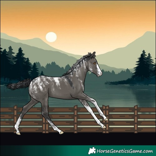 Horse Color:Powder White Grullo 