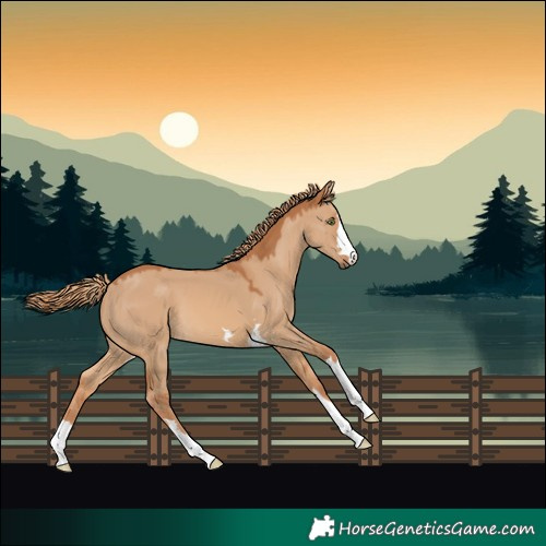 Horse Color:Red Dun 