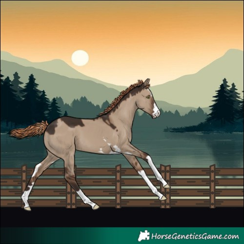 Horse Color:Liver Red Dun 
