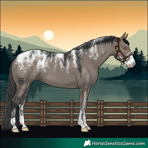 Horse Color:Powder White Grullo 