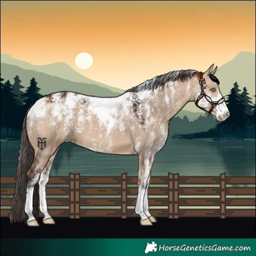 Horse Color:Powder White Bay Dun 
