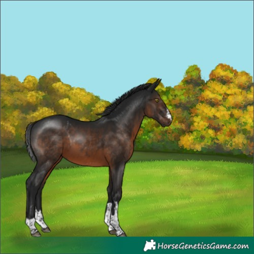 Horse Color:Gray Brown Rabicano 
