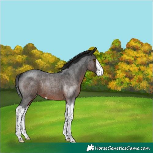 Horse Color:Gray Brown Roan Splash Rabicano 