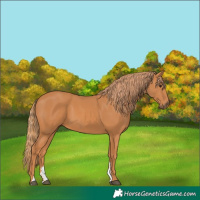 Horse Color:Chestnut Sabino