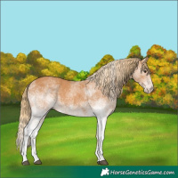 Horse Color:White Spotted Chestnut