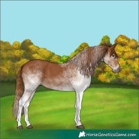 Horse Color:Gray White Spotted Chestnut 