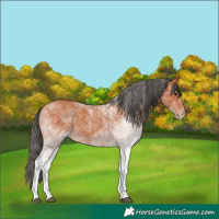 Horse Color:White Spotted Bay