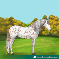 Horse Color:Chestnut Appaloosa