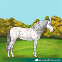 Horse Color:Bay Appaloosa
