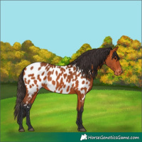 Horse Color:Bay Appaloosa 