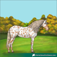 Horse Color:Chestnut Appaloosa 