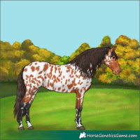 Horse Color:Bay Appaloosa