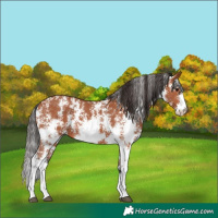 Horse Color:Bay Sabino 