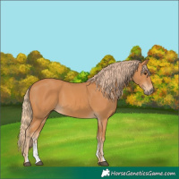 Horse Color:Chestnut Sabino 