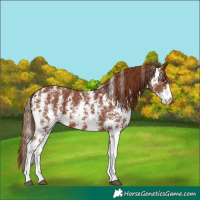 Horse Color:Chestnut Sabino 