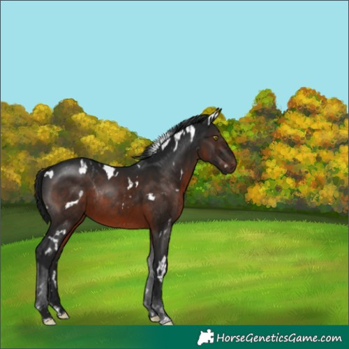 Horse Color:Gray White Spotted Brown Rabicano 