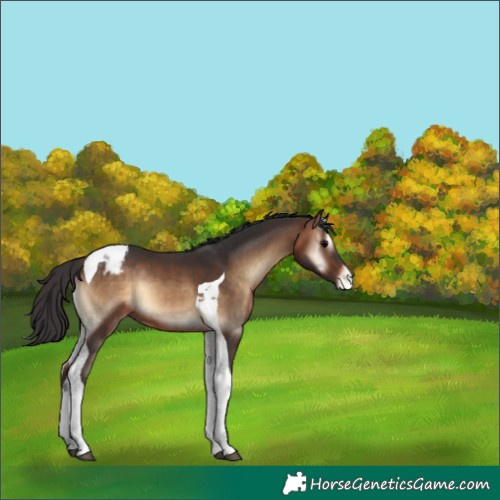 Horse Color:Bay Onyx Tobiano Appaloosa 