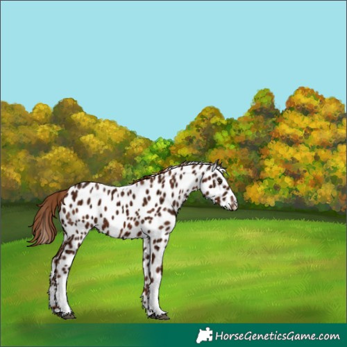 Horse Color:Chestnut Ice Tobiano Near Leopard 
