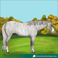 Horse Color:Silver Blue Roan Sabino 