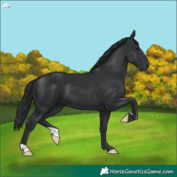 Horse Color:Black 