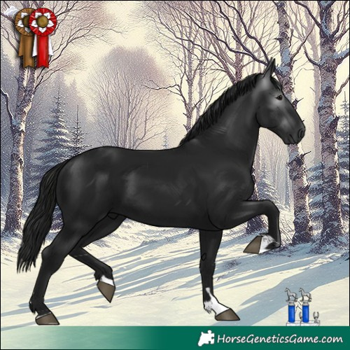 Horse Color:Gray Black 