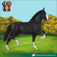 Horse Color:Gray Black 