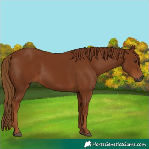 Horse Color:Gray Chestnut