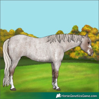 Horse Color:Unknown
