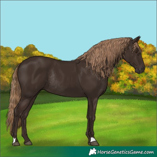 Horse Color:Liver Chestnut Rabicano 