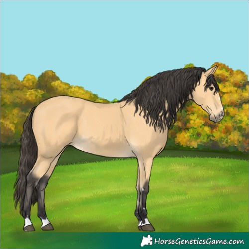 Horse Color:Buckskin 