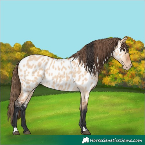 Horse Color:Bay Dun Appaloosa 