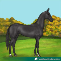 Horse Color:Smoky Black 